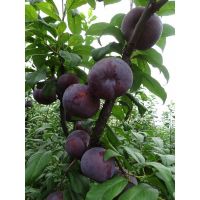 Top Quality Fresh Plums