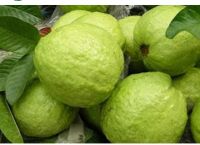 HIGH QUALITY FRESH GUAVA