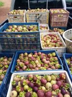 Fresh Mangosteen Fruits