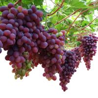 Delicious Fresh Grapes