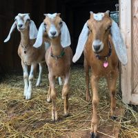Anglo Nubian goats