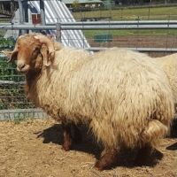 Good quality Live Awassi sheep / Merino sheep / Dorper Ewe Sheeps and Lambs