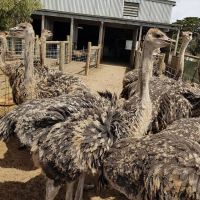 Ostrich Chicks , Fertilized Eggs