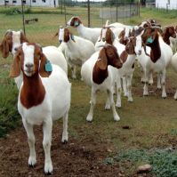 QUALITY BOER GOAT