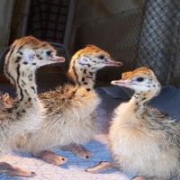 Healthy Ostrich Chicks , Fertilized Eggs, Red and Black neck ostrich chicks