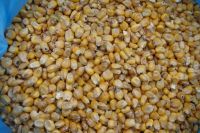 Yellow Corn From Russia (North Osetia)