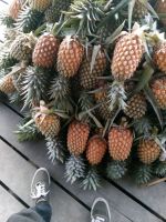 your fresh pineapple ready to enjoy