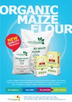 Maize flour organic non GMO , Corn Flour