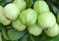 Organic Guava
