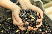 Kalamata black olives