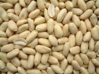 High Quality Peanuts, Ground Nut