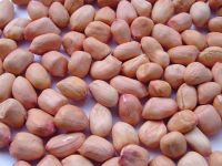 GROUNDNUTS