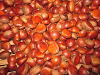 High quality bulk chestnut