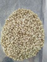 Blanched Peanut Kernel