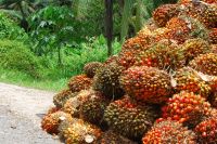 Palm nuts and Palm kernel shell