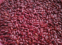 New Crop Premium Grade Kidney Beans