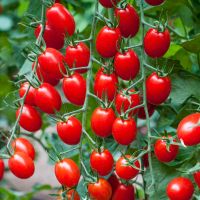 Heat tolerant tomato seeds