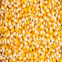 YELLOW CORN SEEDS FOR Animal Feeding