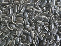 sunflower seeds for oil for snack or roasted