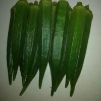 OKRA SEEDS - MARUTI AGRI SEEDS