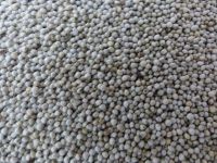 white perilla seeds, air dried perilla seed , Perilla Seed Oil