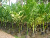 Oil Palm tree saplings seedlings