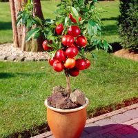 Apple fruit trees / Apple fruit plants / Fruit trees from nursery