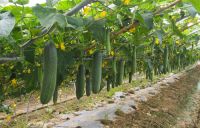 Heat disease tolerance cucumber seeds