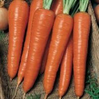 New Kuroda Carrot Seed Hot tolerant High quality