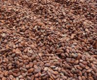 fermented cocoa beans