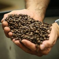 Coffee Seeds, Fresh And Dried Coffee Seeds Arabica Robusta