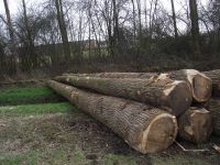 POPLAR LOGS FOR MATCH STICKS MAKING