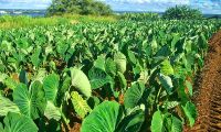 Fresh Green Taro Leaves