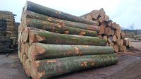 german beech logs