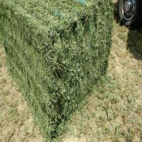 alfalfa hay bales for sale, Lucerne Hay