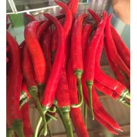 FRESH CHILLI / HOT PEPPER/ RED PEPPER