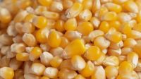 yello corn for animal feed