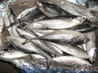 FROZEN HORSE MACKEREL FISH WHOLE ROUND