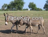 live donkey for sale very healthy