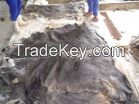 Quality Dry Donkey Hides, Wet Blue Cow hides and wet salted cow hides available .