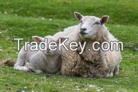 live sheep for sale very healthy