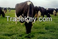 live cattle for sale very healthy