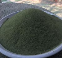 ULVA LACTUCA ULVA LACTUCA SEAWEED POWDER 0084947900124