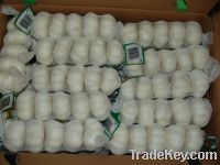sell pure white garlic crop 2011 3p packed