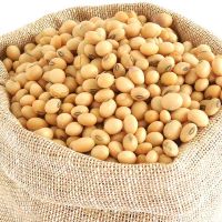 SOYA BEANS