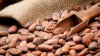 COCOA BEANS