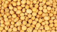 SELL   M Non GMO Soybeans