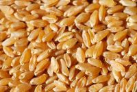 sell Grade A Durum Wheat / Wheat Grains for Sale/ milling wheat