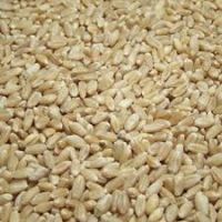 Sell hard white wheat