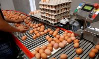 Fresh Quality Eggs For Sale